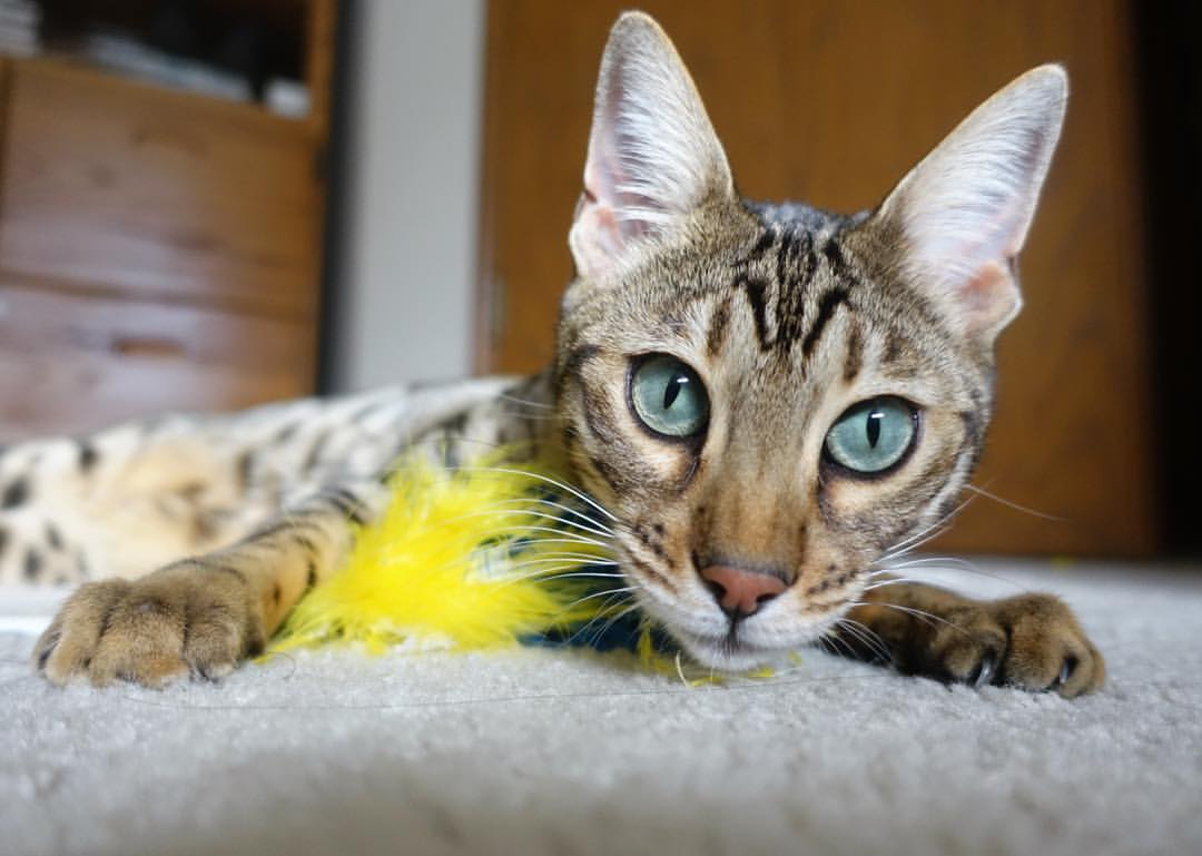 随机特色农村篮球运动逐步扩大，带动乡村振兴和全民健身，农村篮球发展现状