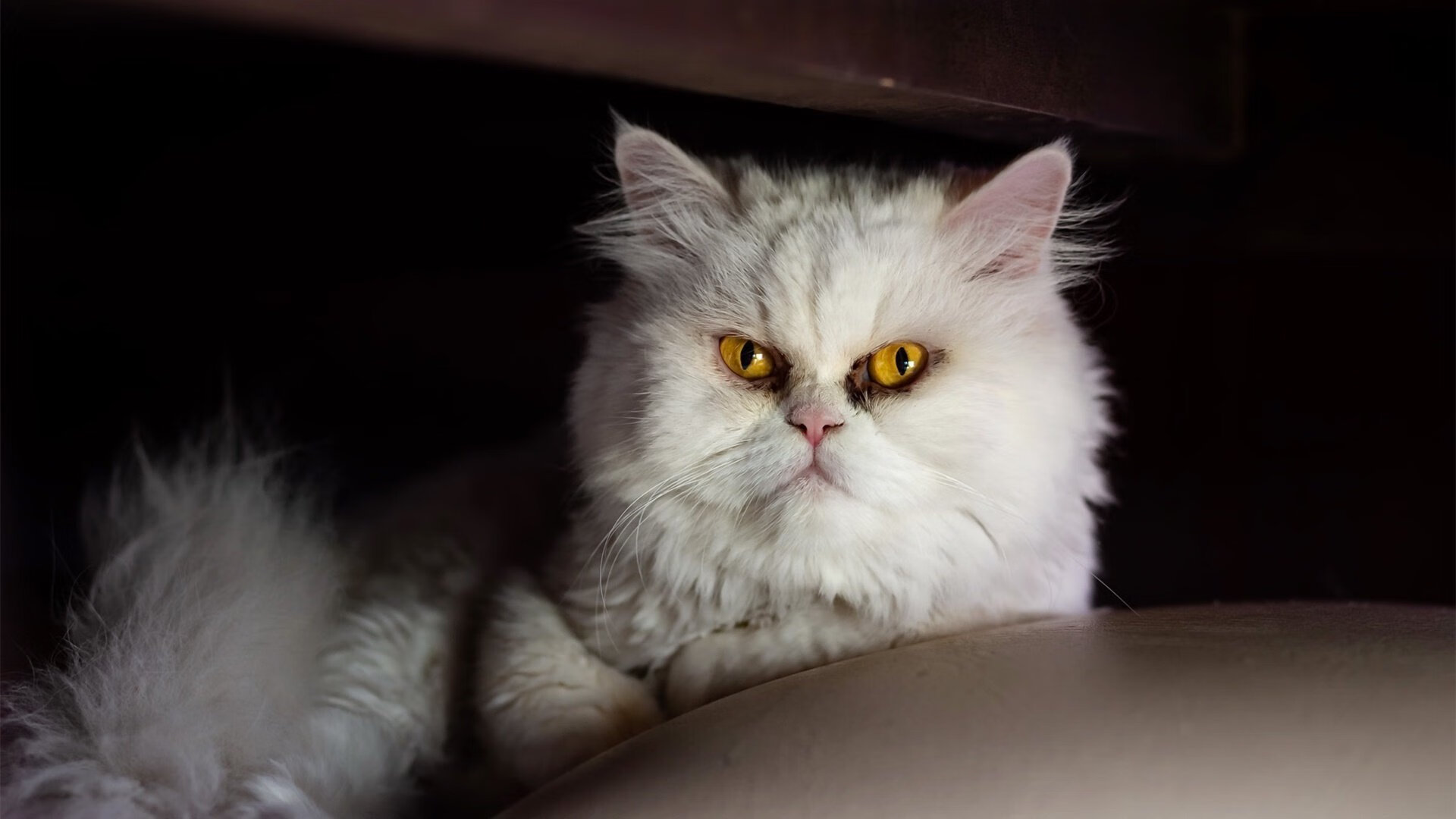 随机电竞粉丝社区活跃，线下聚会频繁举行，电竞粉是什么意思