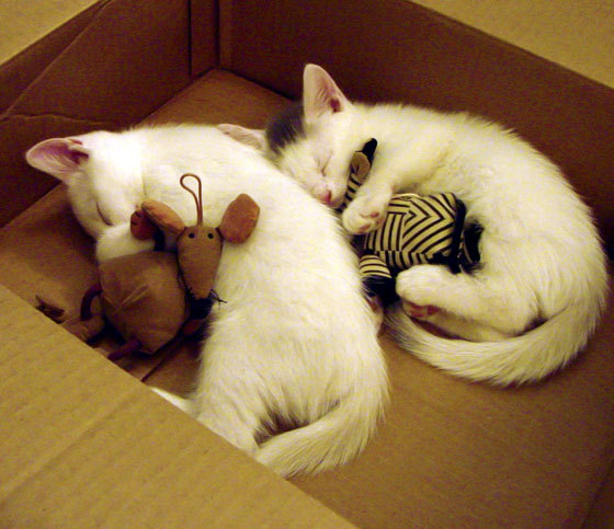 随机篮球场馆智能管理系统运行效率提升，篮球馆智慧化管理系统