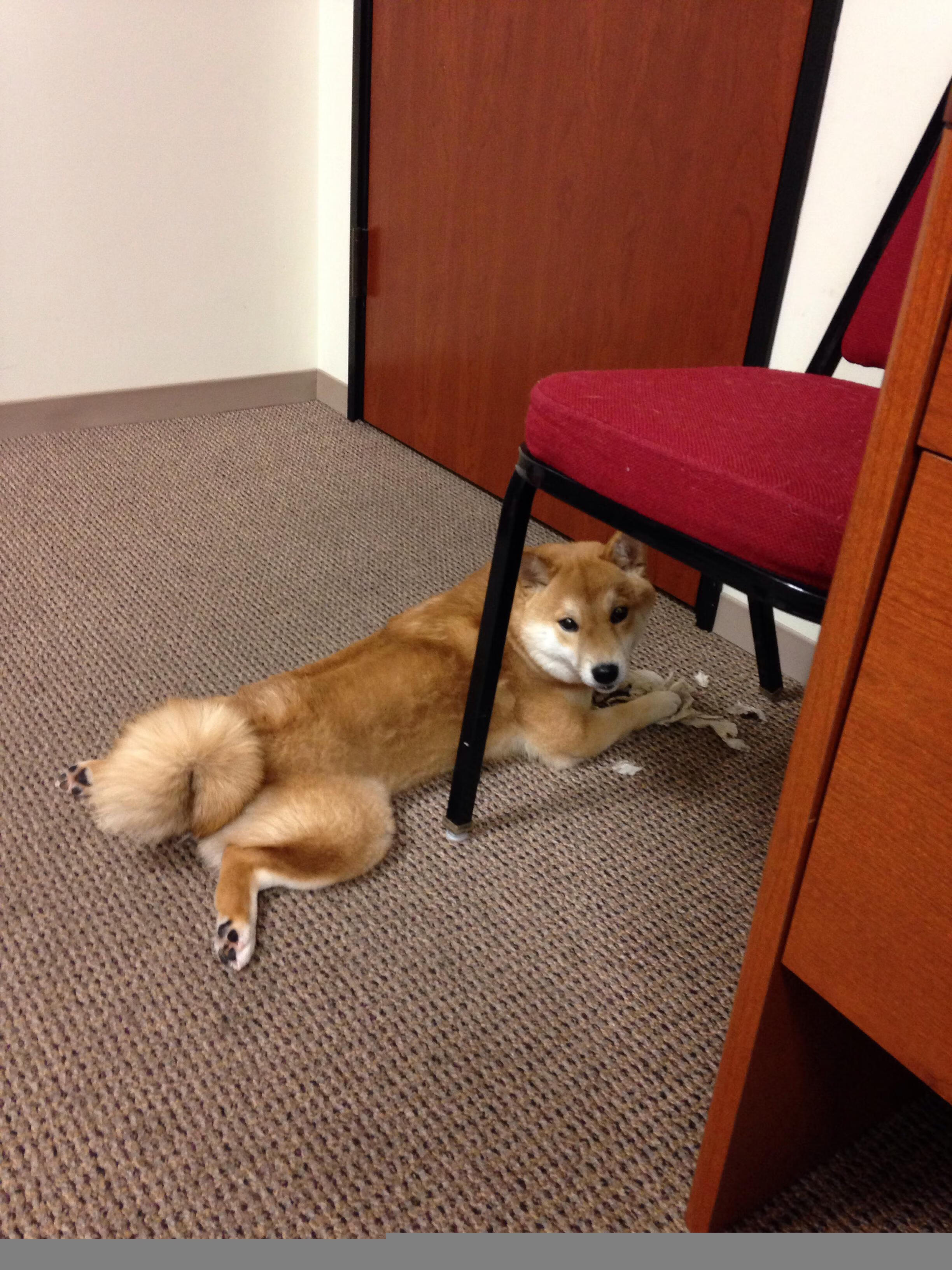 随机足球全国等级考核计划将覆盖百所学校，关于足球考级相关制度