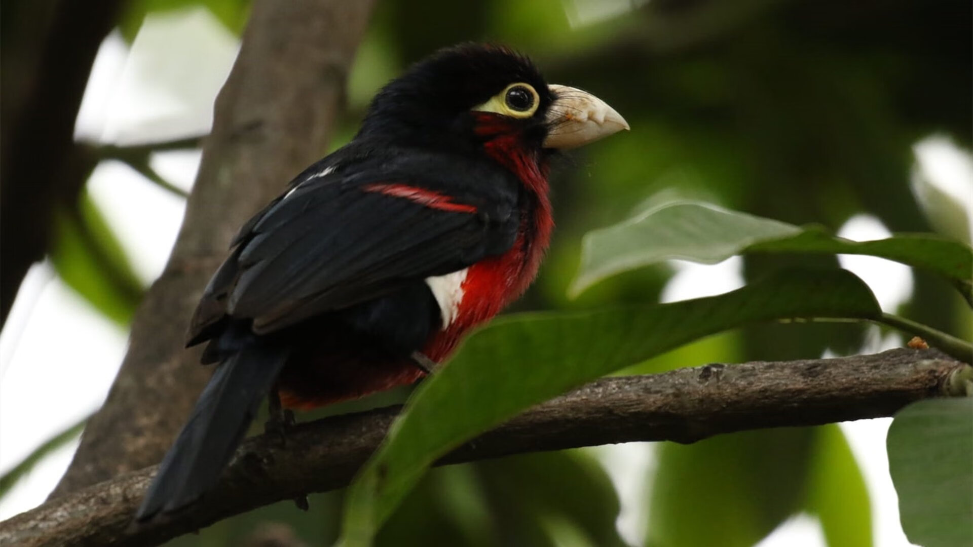 随机高水平青少年篮球挑战赛在多个城市开启，2021高中青少年篮球联赛