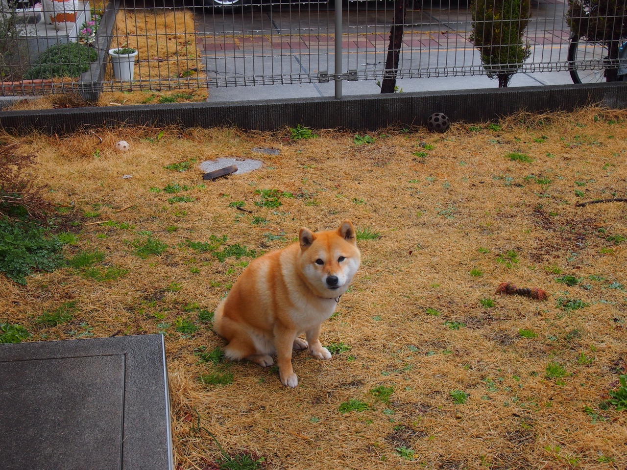 随机LCS赛区推进本地化训练体系建设