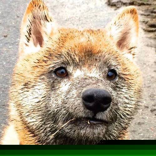 随机切尔西女足参加国际友谊赛，切尔西女足参加国际友谊赛了吗