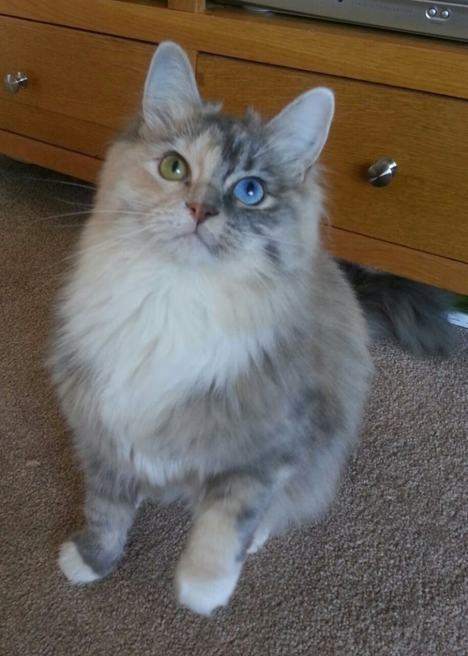 开云官网首页-自由人角色是否还能适应现代联赛高强度要求，自由人一般替换装哪个位置的队员_