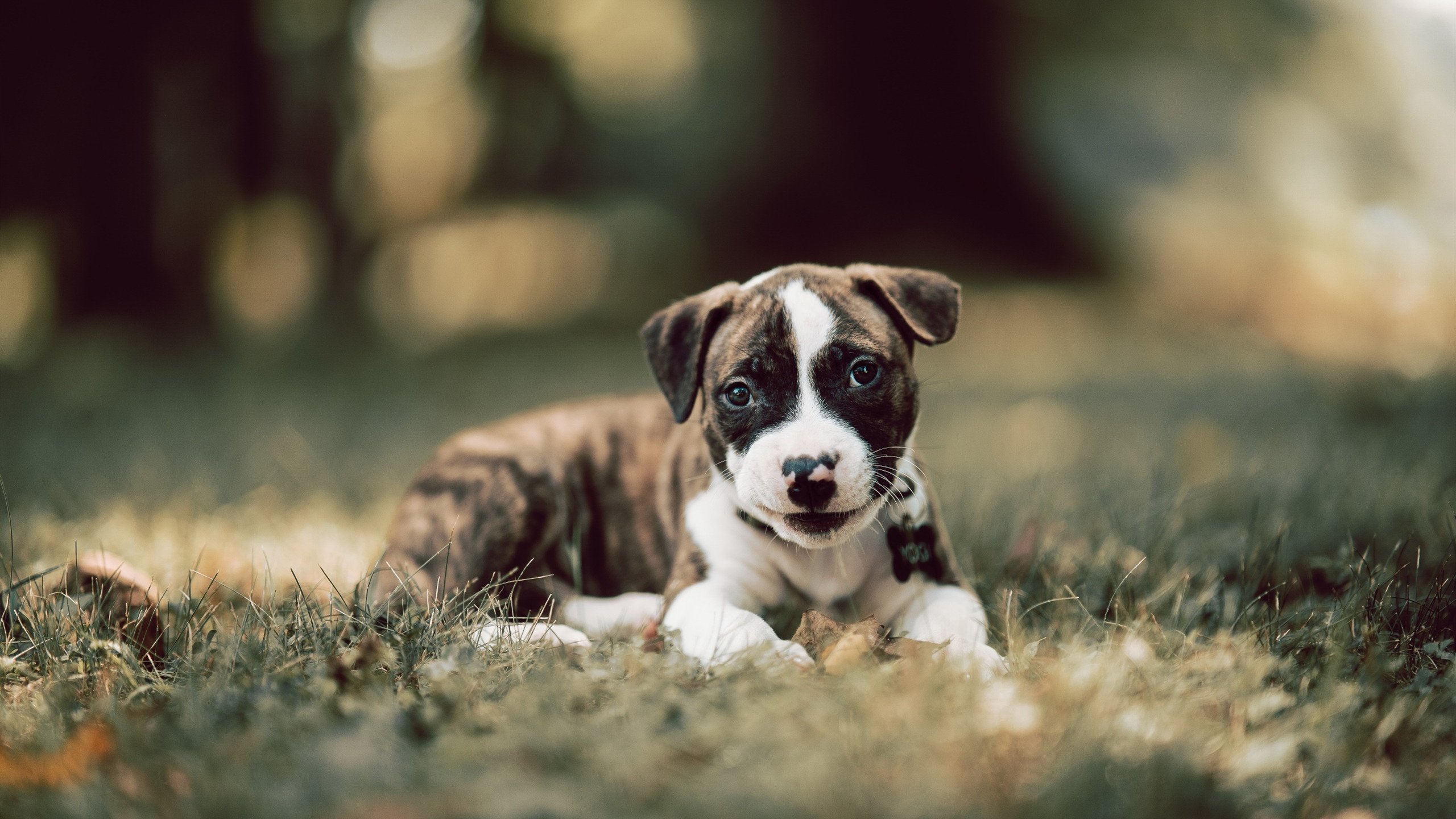 开云体育在线赛事直播-博卡尝试反击，屡被拜仁中断，博卡啥意思