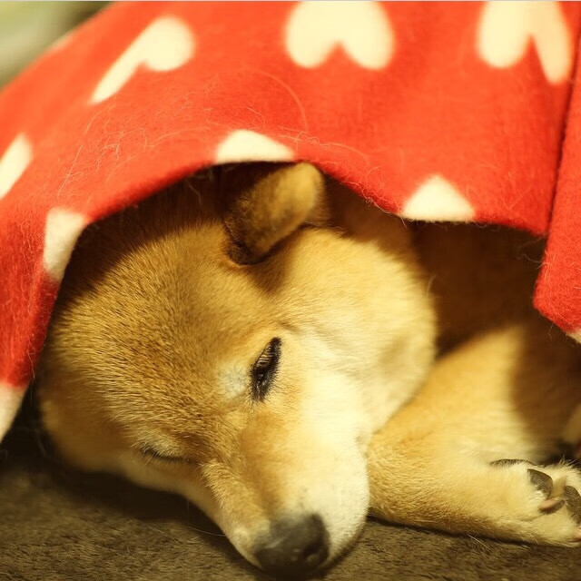 开云kaiyun-国家队技战术水平停滞不前，国家队战术后仰