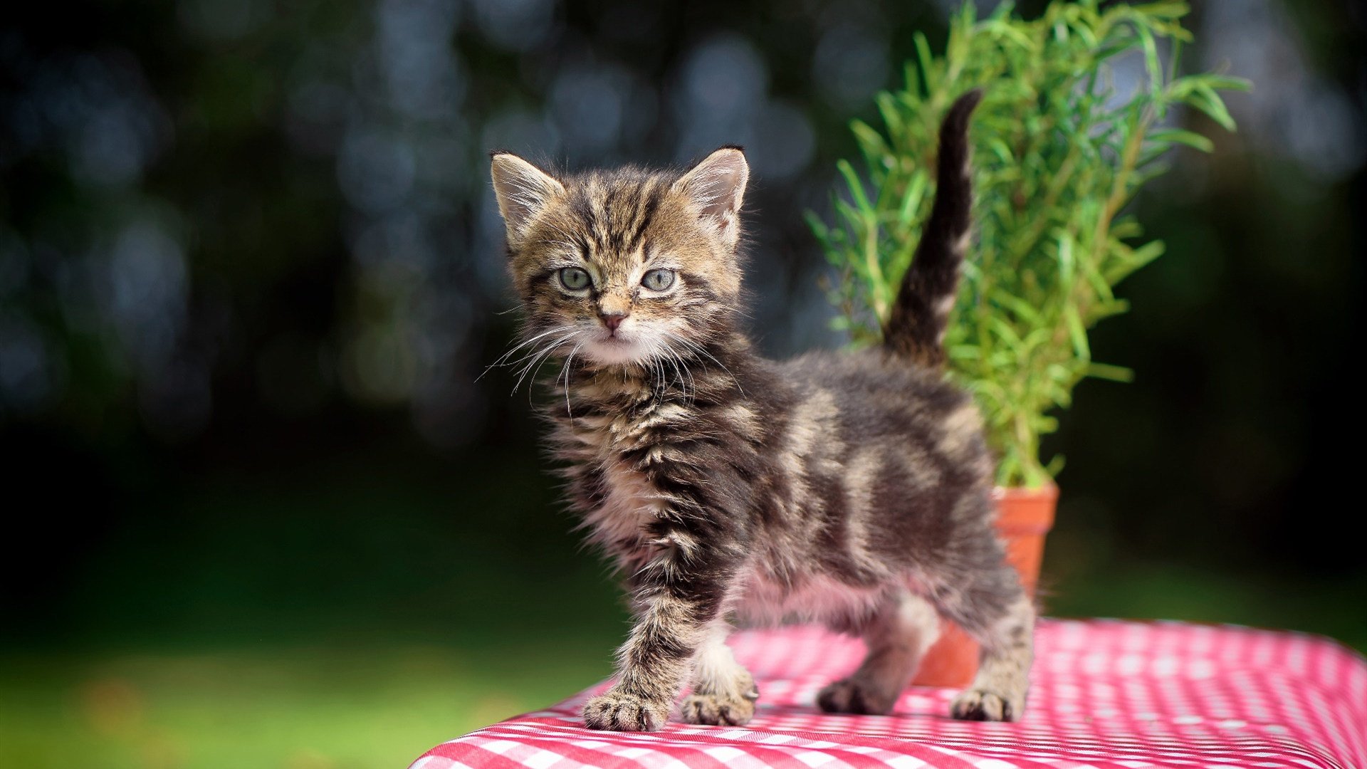 开云体育APP下载-节奏统一是否能提高球队投篮效率，节奏统一步调一致