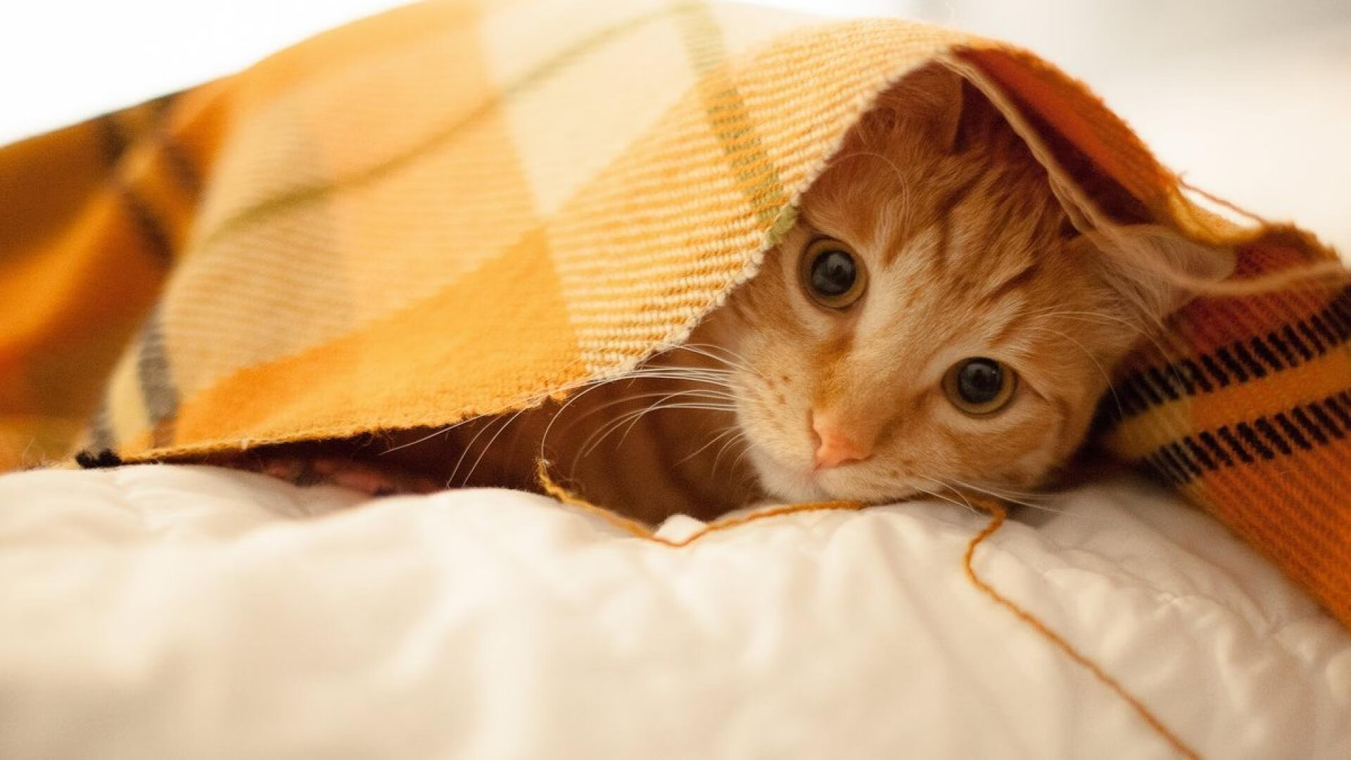 开云网页版-CBA积极推广绿色赛事理念响应可持续发展，cba联赛主题