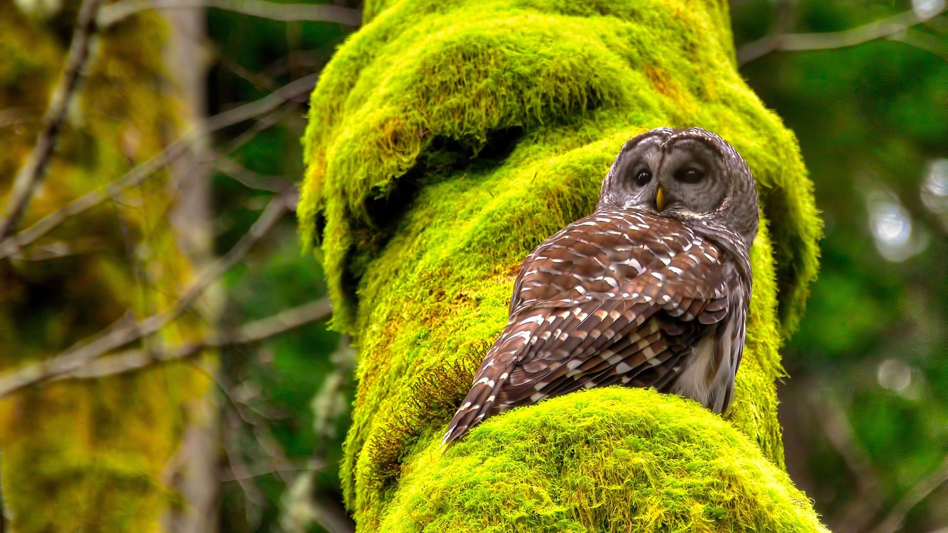 开云-冈比亚男篮在非洲锦标赛中奋勇拼搏，竞争激烈