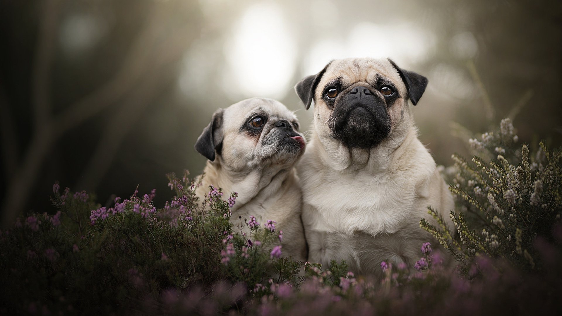 开云在线直播-朱婷伤愈复出贡献全场最高得分，朱婷伤势情况