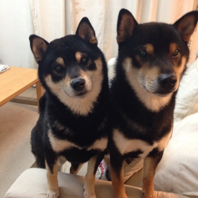 开云首页登录-澳大利亚橄榄球在全球赛事中的表现值得期待，澳大利亚女子橄榄球明星