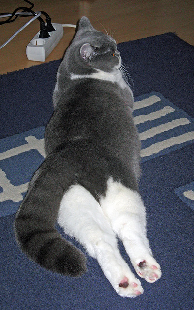 kaiyun-爵士反击速度提升打造攻守平衡新体系，爵士乐反拍是什么意思